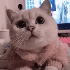 Putri Lestari avatar